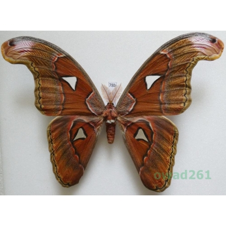 Attacus lorquinii C. & R. Felder, 1861 male ex. pupa Philippines 169mm78b